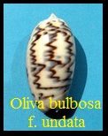 Oliva (Carmione) bulbosa f. undata, Lamarck 1811